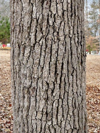 {Nyssa biflora}